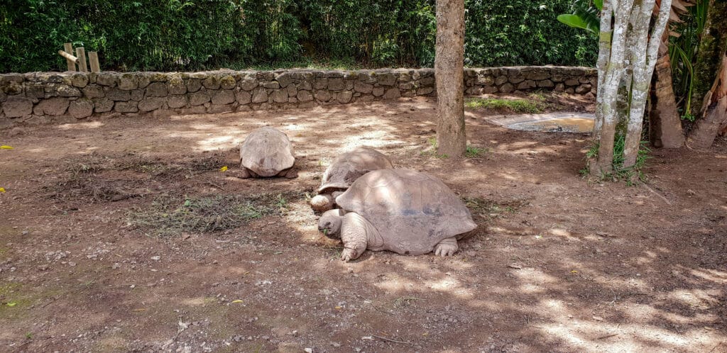 Kæmpe skildpadder